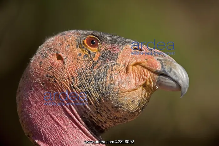 : California Condor : California Condor
