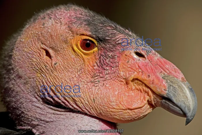 : California Condor : California Condor