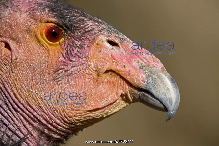 : California Condor : California Condor