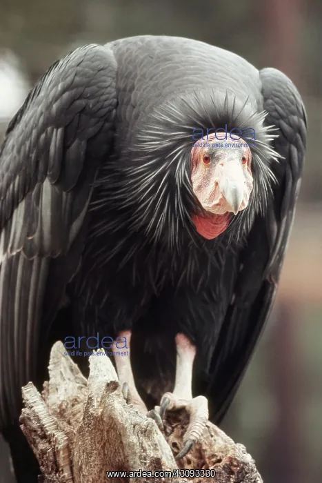 : California Condor : California Condor