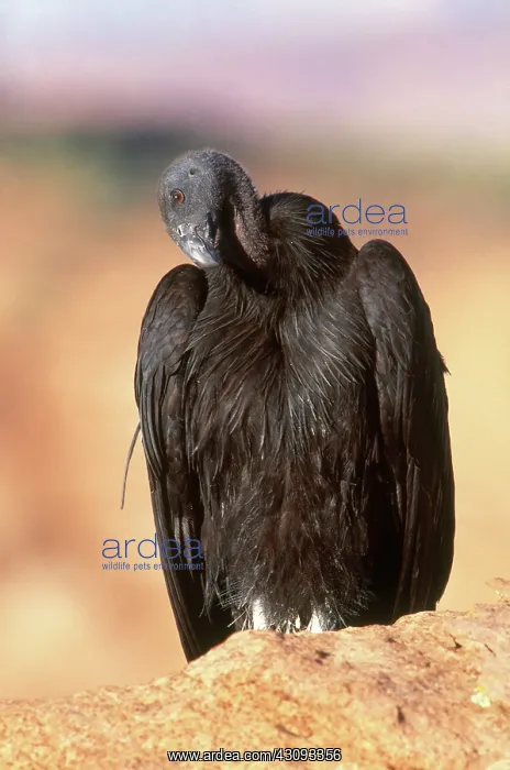 : California Condor : California Condor