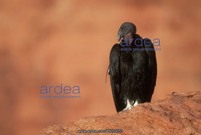 : California Condor : California Condor