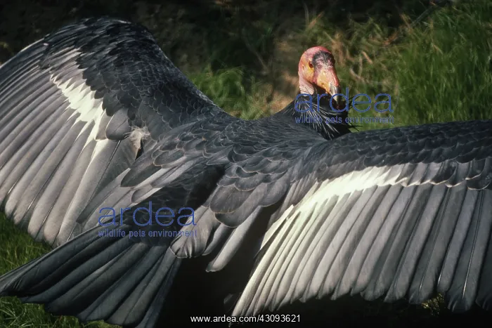 : California Condor : California Condor