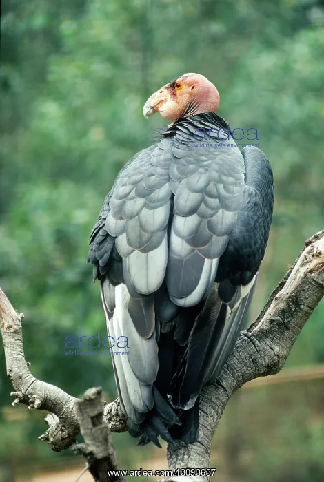 : California Condor : California Condor