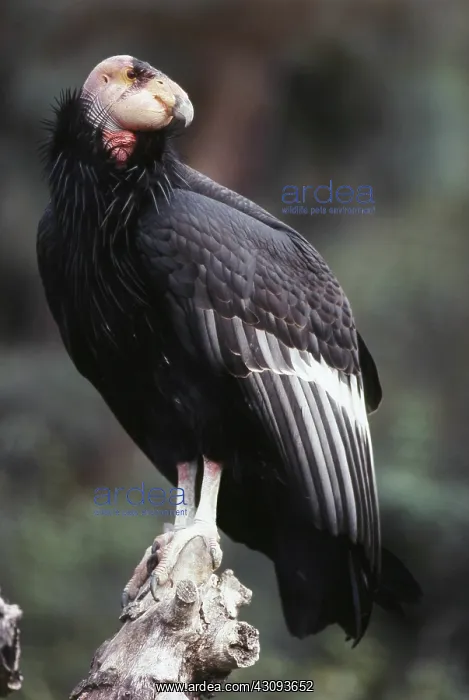 : California Condor : California Condor