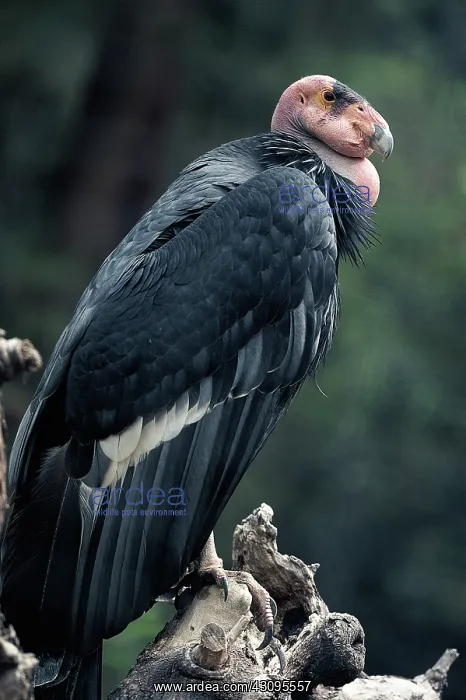 : California Condor : California Condor