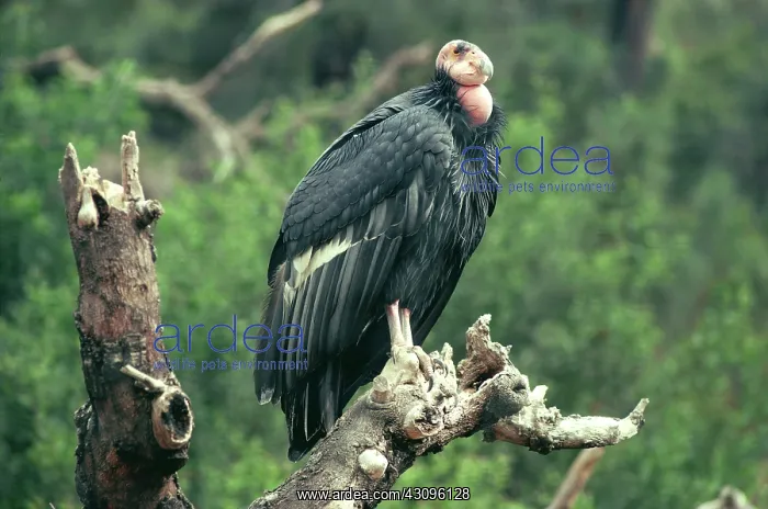 : California Condor : California Condor