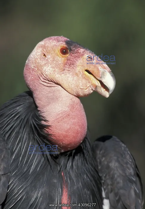 : California Condor : California Condor