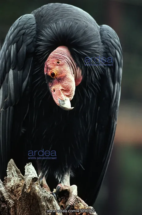 : California Condor : California Condor