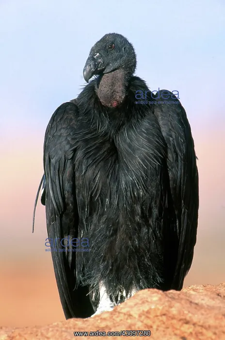 : California Condor : California Condor