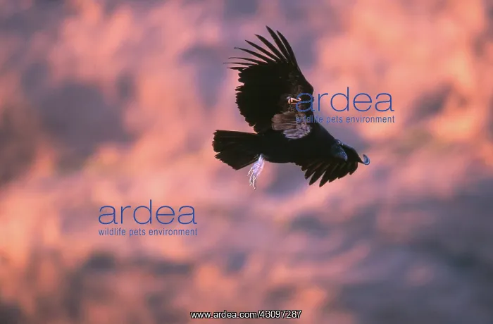 : California Condor : California Condor