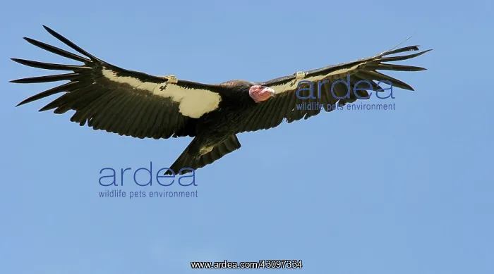 : California Condor : California Condor