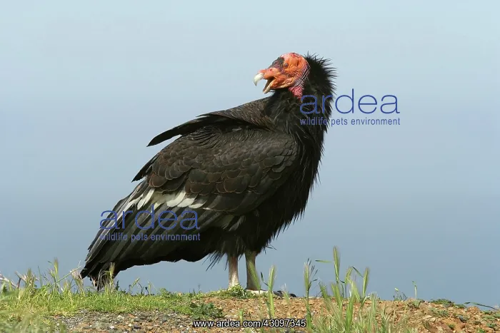 : California Condor : California Condor