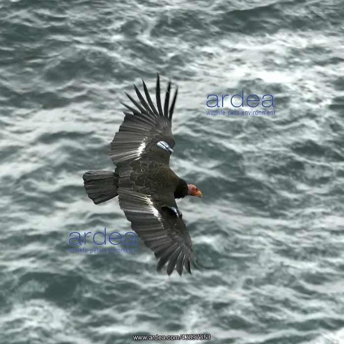 : California Condor : California Condor