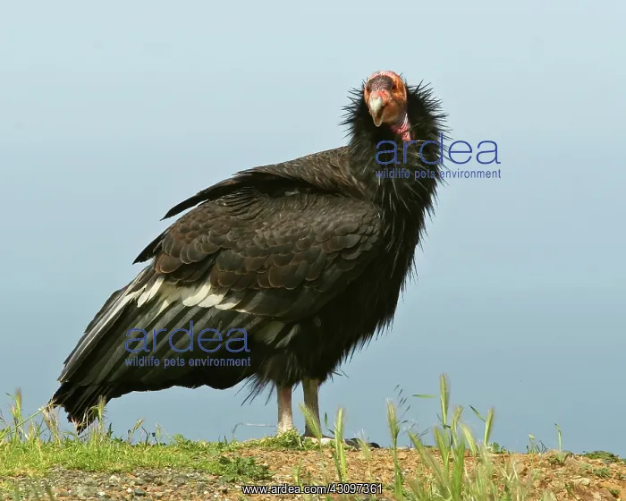 : California Condor : California Condor