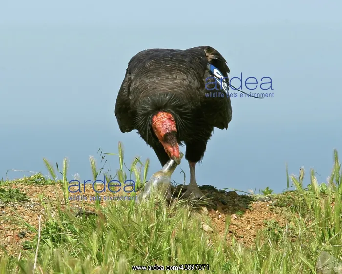 : California Condor : California Condor
