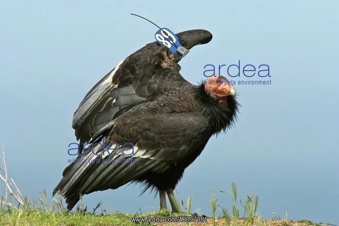 : California Condor : California Condor