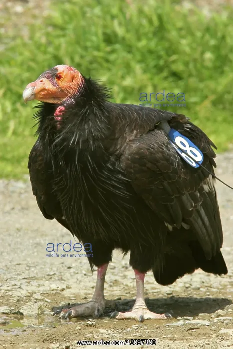 : California Condor : California Condor