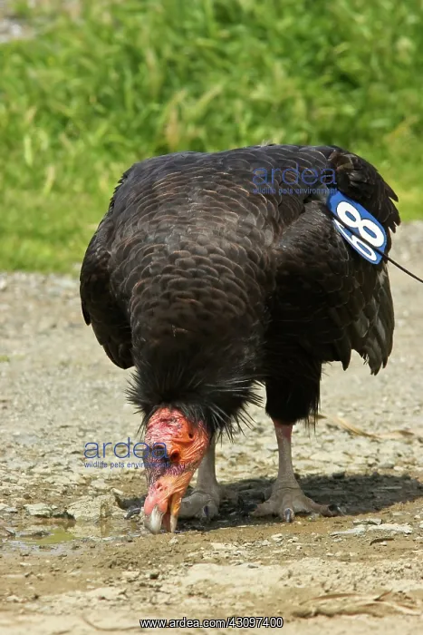  : California Condor