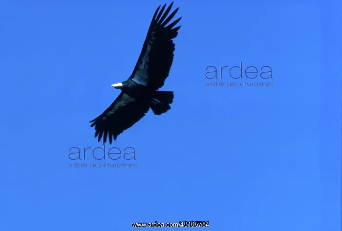 : California Condor : California Condor