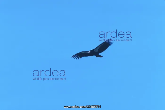 : California Condor : California Condor