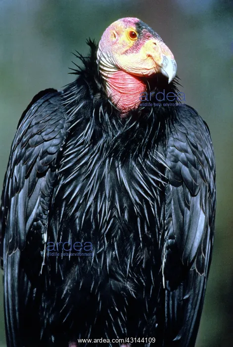 : California Condor : California Condor