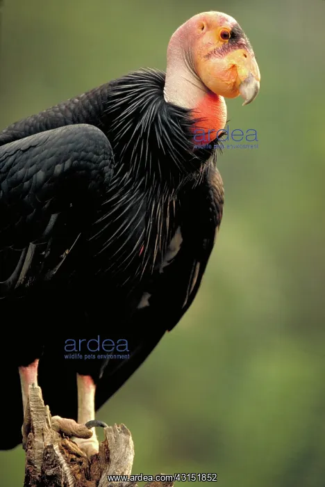 : California condor : California condor