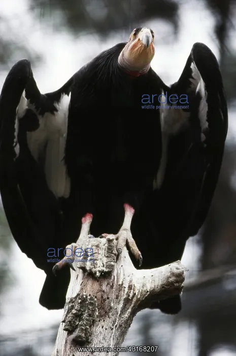 : California Condor : California Condor
