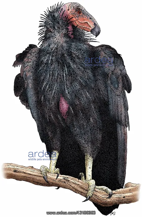 : California Condor : California Condor