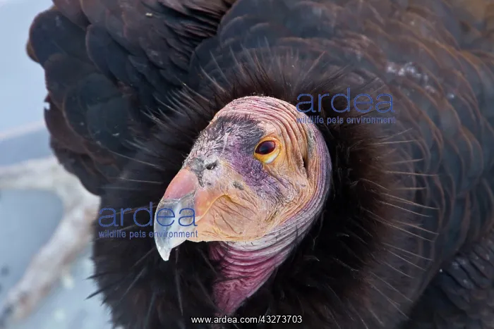 : California Condor, California Condors, Vultures : California Condor, California Condors, Vultures