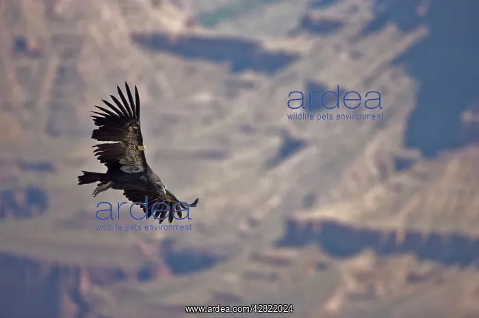 : California Condor - Endangered species : California Condor - Endangered species