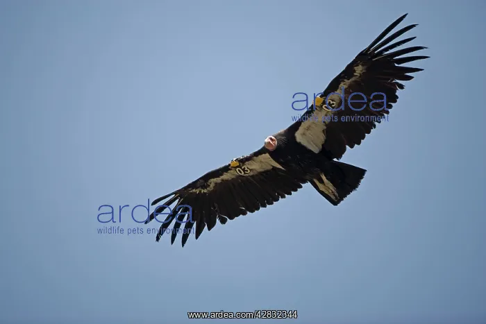 : California Condor - in flight : California Condor - in flight