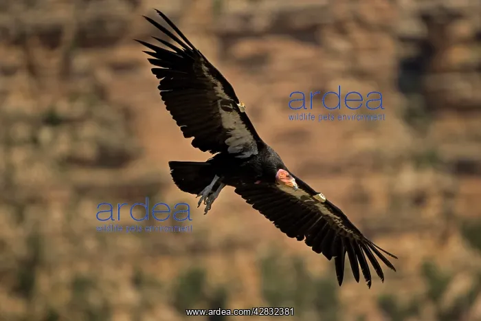 : California Condor - in flight : California Condor - in flight