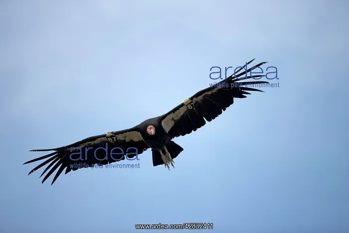 : California Condor - in flight : California Condor - in flight