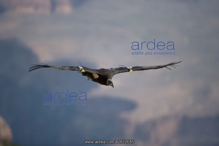 : California Condor - in flight : California Condor - in flight