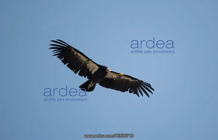 : California Condor - in flight : California Condor - in flight