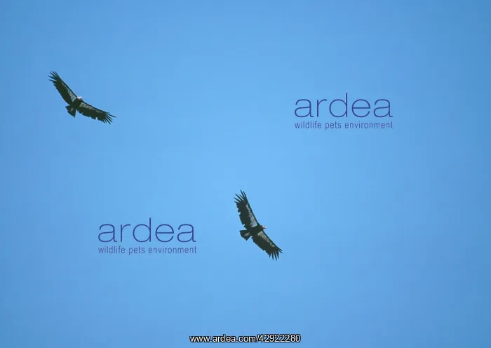 : California Condor - Two in flight : California Condor - Two in flight