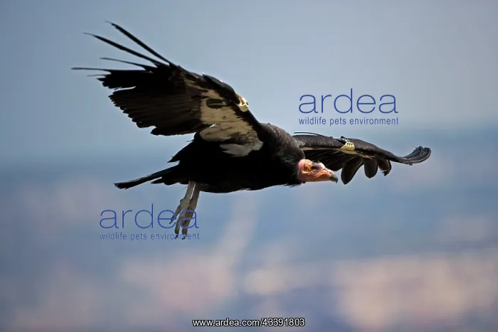 : California Condor - in flight : California Condor - in flight
