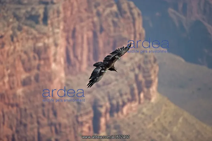 : California Condor - in flight over canyon : California Condor - in flight over canyon