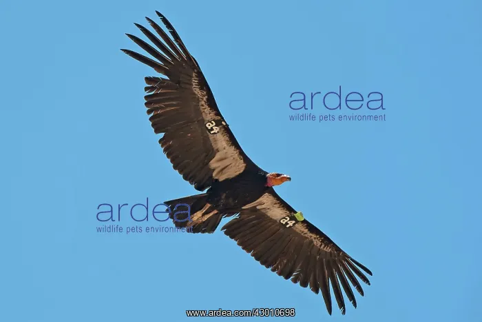 : California Condor in flight above Grand Canyon reintroduced : California Condor in flight above Grand Canyon reintroduced