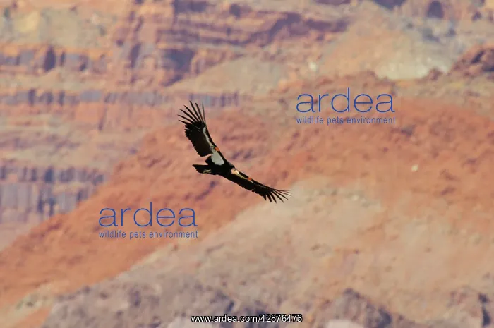 : California Condor - in flight near the Vermillion Cliffs : California Condor - in flight near the Vermillion Cliffs