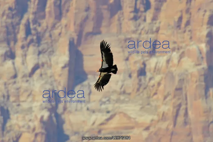 : California Condor - in flight near the Vermillion Cliffs : California Condor - in flight near the Vermillion Cliffs