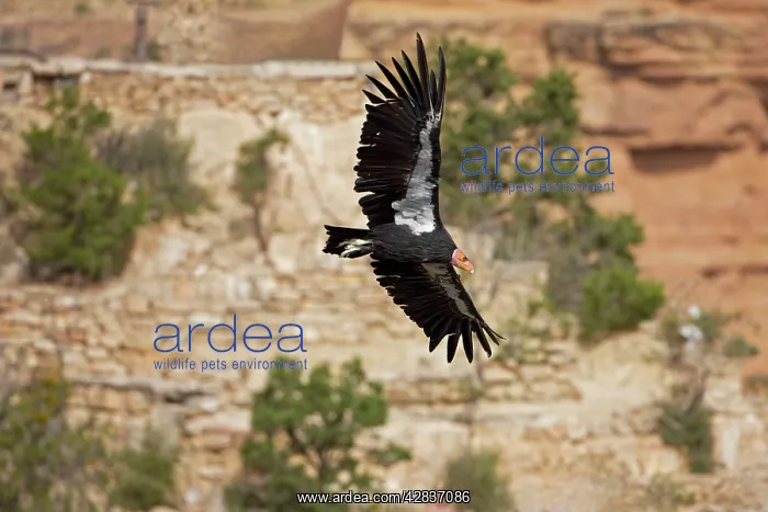 : California Condor - In flight showing tags : California Condor - In flight showing tags