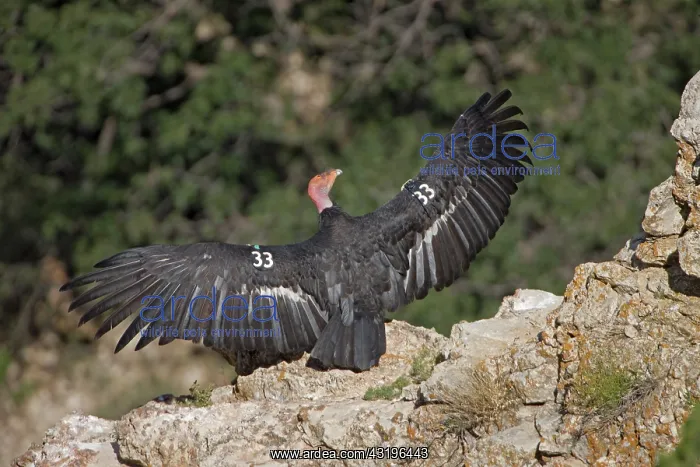 : California Condor (Gymnogyps californianus) - Arizona-Endang : California Condor (Gymnogyps californianus) - Arizona-Endang