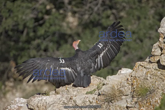 : California Condor (Gymnogyps californianus) - Arizona-Endang : California Condor (Gymnogyps californianus) - Arizona-Endang