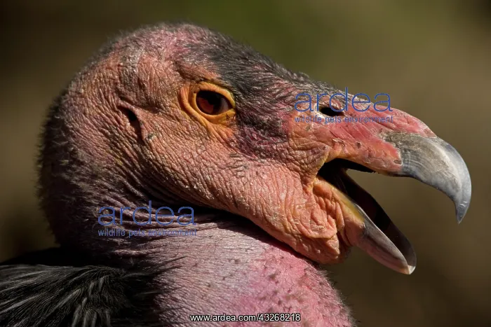 : California Condor (Gymnogyps californianus) - Captive : California Condor (Gymnogyps californianus) - Captive