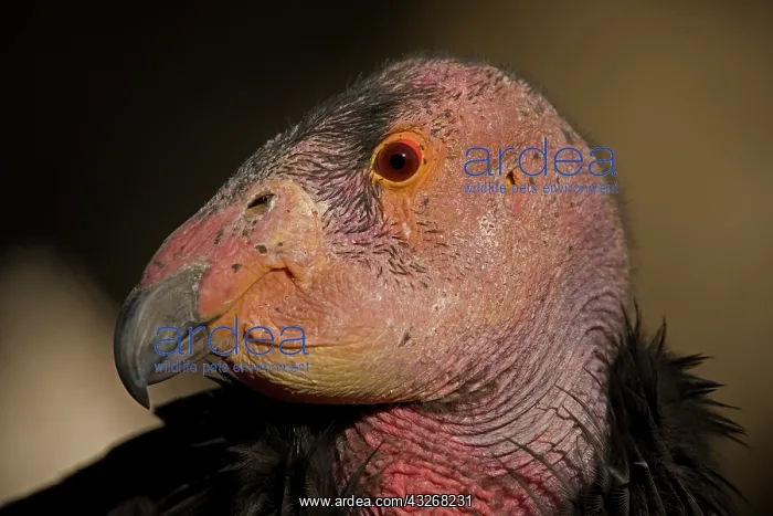 : California Condor (Gymnogyps californianus) - Captive : California Condor (Gymnogyps californianus) - Captive
