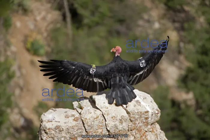 : California Condor (Gymnogyps californianus) - Sunning on roc