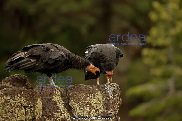 : California Condor - Immature male : California Condor - Immature male