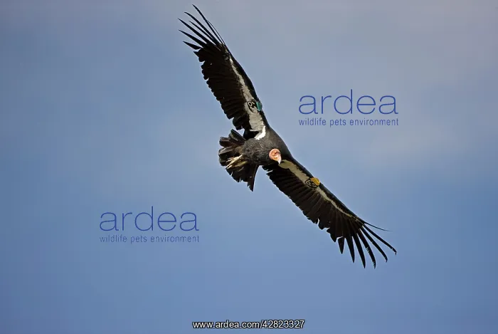 : California Condor - Immature male in flight showing tags : California Condor - Immature male in flight showing tags